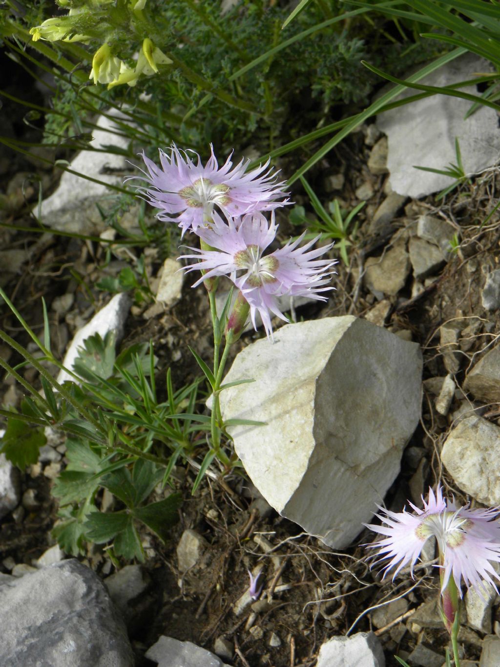 Quale Dianthus? Dianthus hyssopifolius